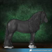 Horse Color:Black 