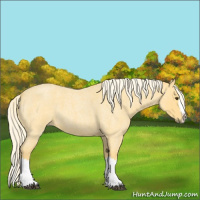 Horse Color:Palomino Roan Splash 