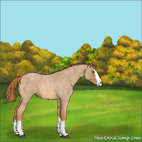 Horse Color:Unknown 