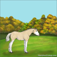 Horse Color:Silver Buckskin Roan Splash 