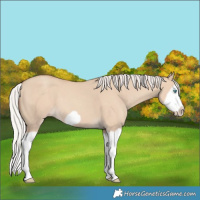 Horse Color:Silver Classic Champagne Dun Splash Frame 