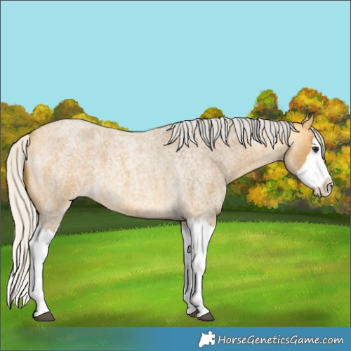 Horse Color:Silver Buckskin Roan Splash 