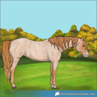 Horse Color:Red Roan Splash 
