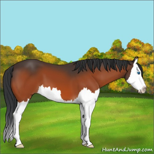 Horse Color:Bay Splash 