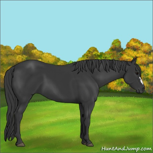 Horse Color:Black 