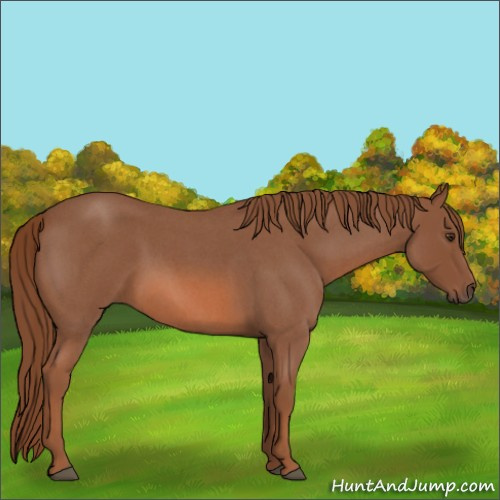 Horse Color:Red Roan 