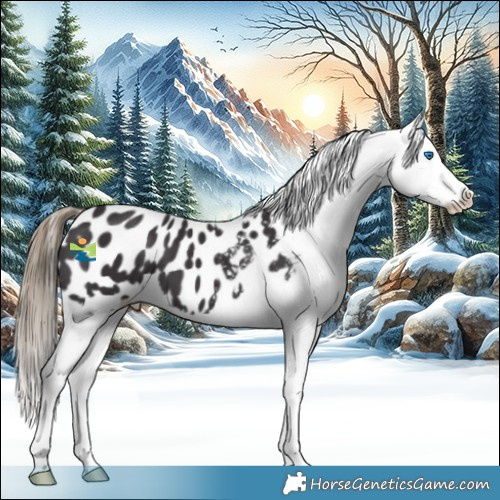 Horse Color:White Spotted Smoky Black Splash Appaloosa 