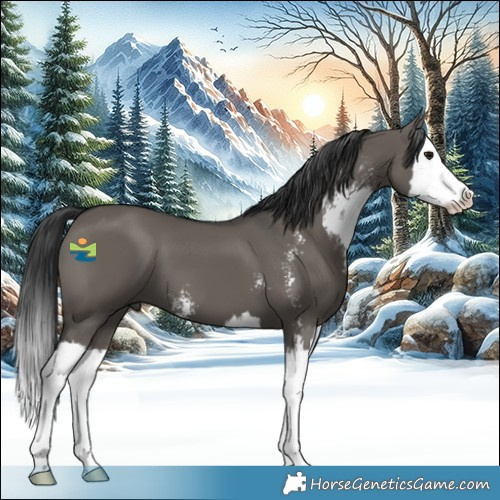 Horse Color:Grullo Sabino Splash 