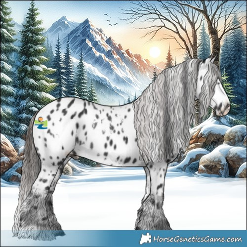 Horse Color:White Spotted Black Appaloosa 
