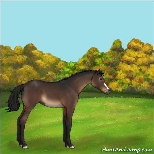 Horse Color:Gray Brown