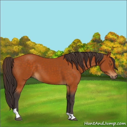 Horse Color:Buckskin Tobiano 