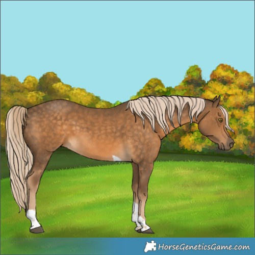 Horse Color:Chocolate Palomino Tobiano 