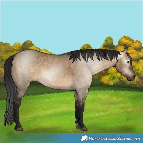 Horse Color:Gray Bay Dun 