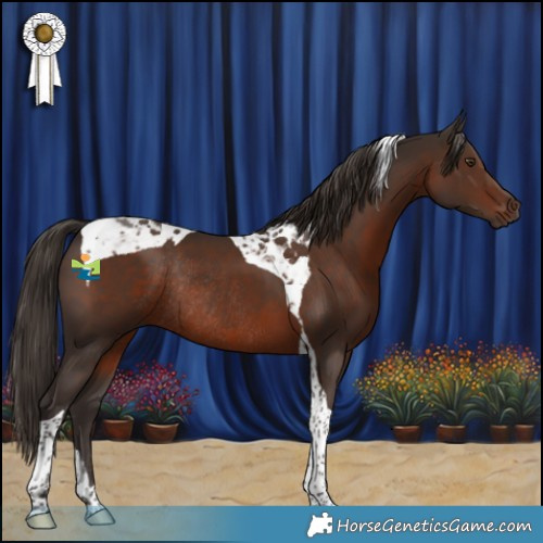 Horse Color:Liver Chestnut Tobiano Rabicano 