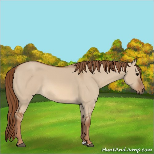 Horse Color:Red Dun 