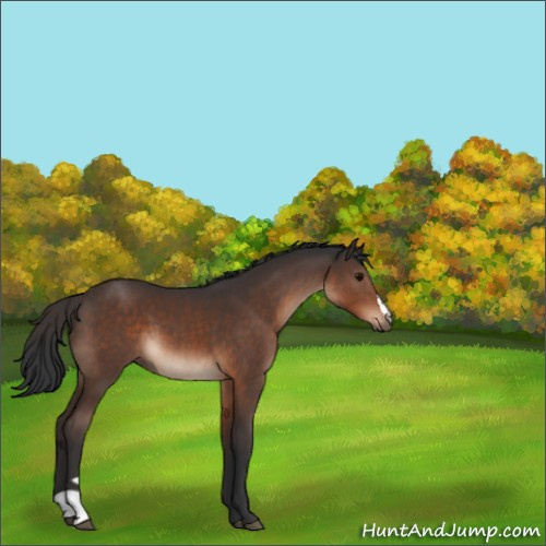 Horse Color:Brown 