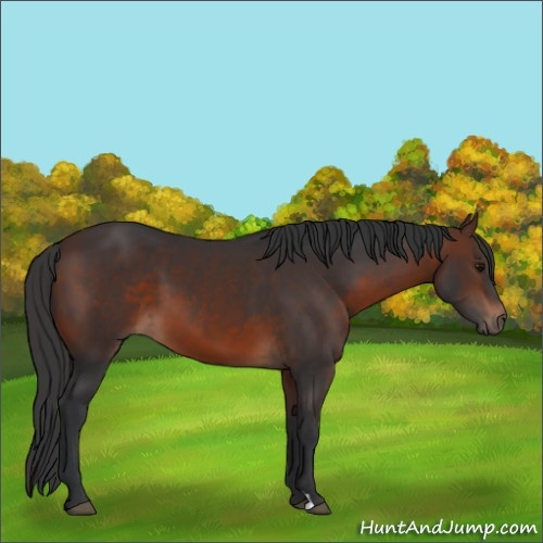 Horse Color:Brown 