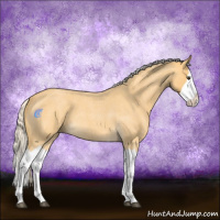 Horse Color:Palomino Roan Splash 