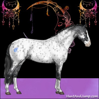 Horse Color:Blue Roan Splash Near Leopard 