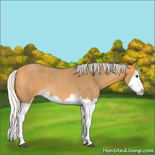 Horse Color:Silver Buckskin Roan Splash