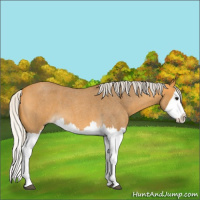 Horse Color:Silver Buckskin Roan Splash