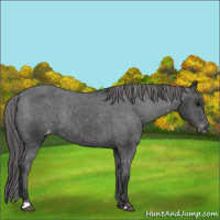 Horse Color:Black Appaloosa Rabicano 