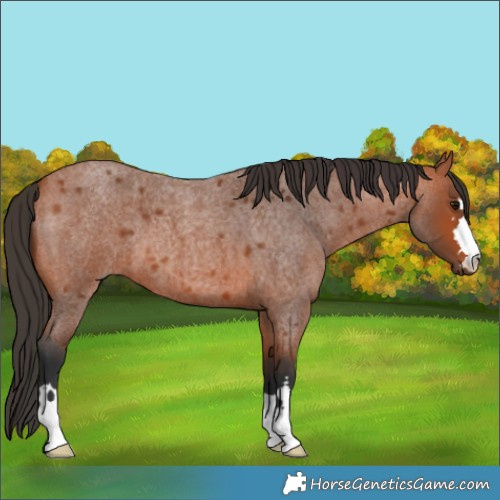 Horse Color:Bay Roan 