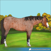 Horse Color:Bay Roan 