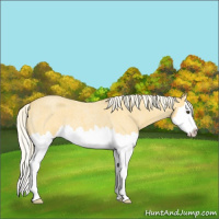 Horse Color:Palomino Roan Splash