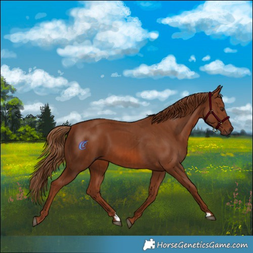 Horse Color:Chestnut  and Chestnut 