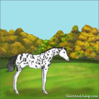 Horse Color:Blue Roan Splash Appaloosa 