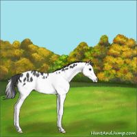 Horse Color:Blue Roan Splash Leopard Rabicano 