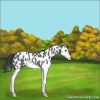 Horse Color:Blue Roan Splash Leopard 