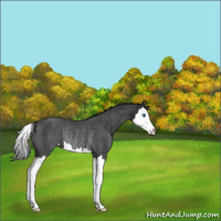 Horse Color:Blue Roan Sabino Splash Rabicano 