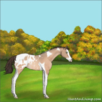 Horse Color:Amber Champagne Splash Tobiano Appaloosa Rabicano 