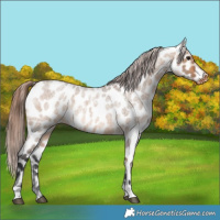 Horse Color:Bay Roan Dun Near Leopard Rabicano 