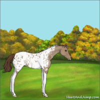 Horse Color:Classic Champagne Roan Tobiano Near Leopard Rabicano 