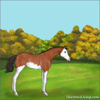 Horse Color:Bay Splash Rabicano 