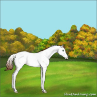 Horse Color:White Spotted Amber Champagne Roan Dun Splash Appaloosa Rabicano 