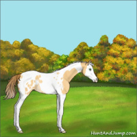 Horse Color:Amber Cream Champagne Splash Tobiano Blanket Rabicano 