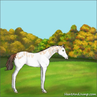Horse Color:Amber Champagne Dun Splash Appaloosa Rabicano 