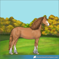 Horse Color:Chestnut 