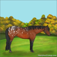 Horse Color:Bay Appaloosa  and Bay 