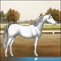 Horse Color:Liver Chestnut Sabino Leopard 