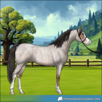 Horse Color:Liver Red Dun Roan Sabino 
