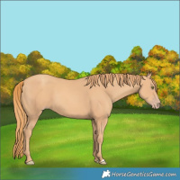 Horse Color:Gold Champagne 
