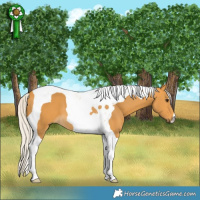 Horse Color:Silver Buckskin Tobiano 