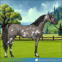 Horse Color:White Spotted Grullo 