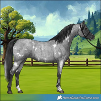 Horse Color:White Spotted Blue Roan 