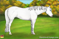 Horse Color:Gray Bay Splash 